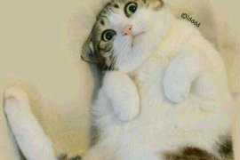 楚州融资清欠服务